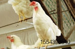 cage-free-white-leghorn-hen.JPG