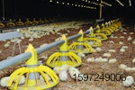 poultry-litter-1.jpg