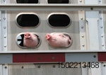 pig noses looking out of trailer
