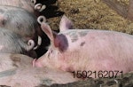 young pink pig and curling tails