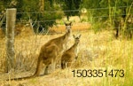 Kangaroo Canguro