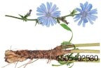 chicory plant flower root