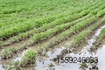 flooded-field-soybean.jpg