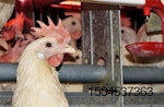 Cage-free hen close-up