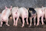 piglets-eating-1411PIGpiglets