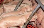 piglets nursing farrowing crate