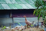 Backyard-chicken-Thailand-1.jpg