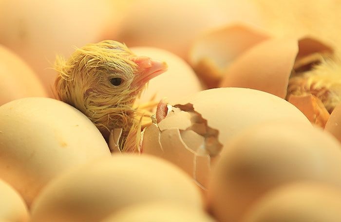 Chick-hatching-without-sexing.jpg