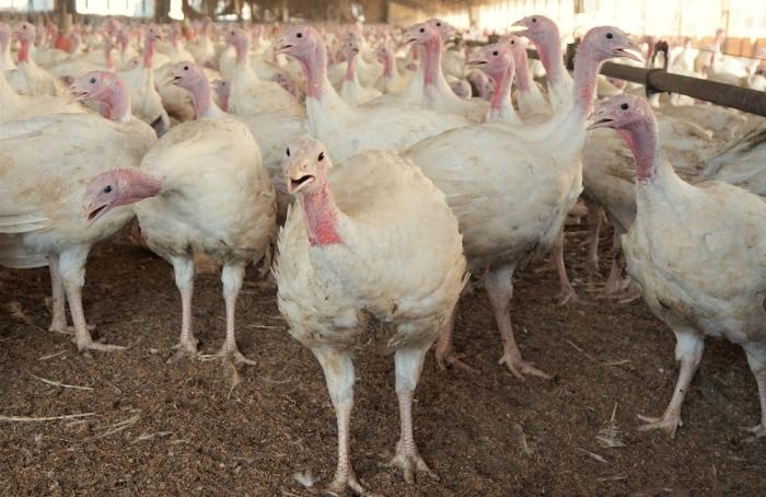 A commercial turkey flock