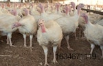 A commercial turkey flock