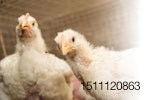 yellow chickens-top-broilers