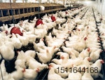layers-hens-feeding-uniformity