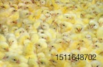 yellow-chicks-bigstock