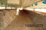 Composting-mortalities-inside-poultry-house.jpg