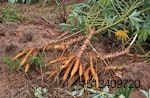 cassava root