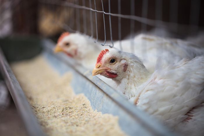 Turkish poultry, livestock, feed production sees sharp increase | WATTAgNet  | WATTPoultry