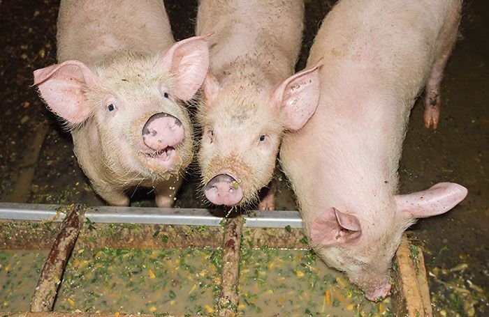 zinc sources for piglet diets