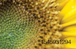 Sunflower meal animal feed
