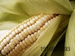 corn-freeimages-carlos-herrera