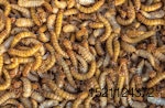 meal-worms-animal-feed.jpg