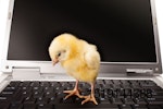 Chicken-and-computer