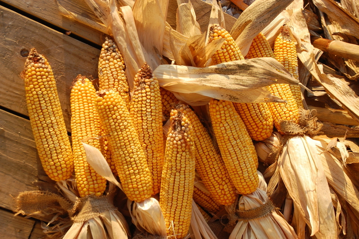 corn-freeimages