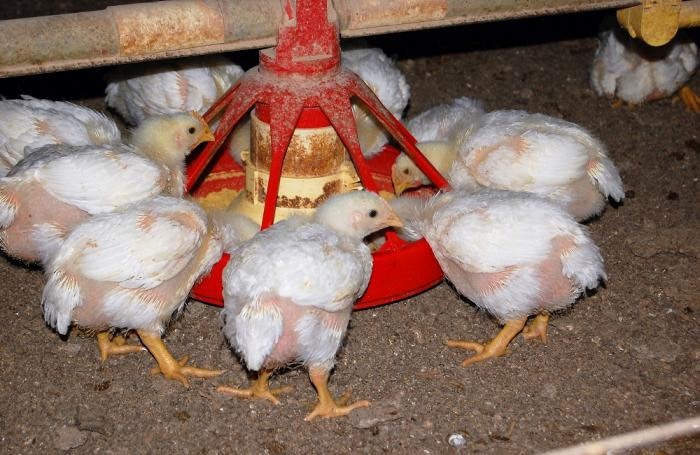 Broiler pullets eating feed