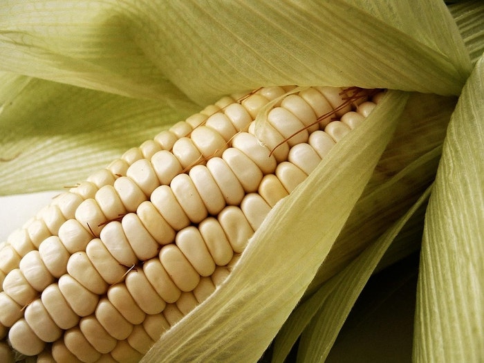 corn-freeimages1