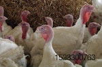 turkeys-antibiotic-free-production.jpg