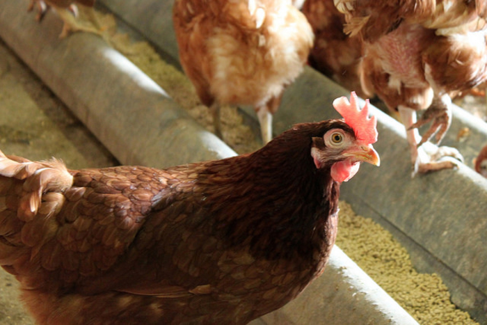 cage-free-hens-eating