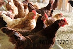 cage-free-laying-hens-eating