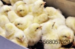 generic-chicks-before-sorting