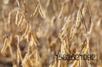 close-up-of-soybeans-in-field