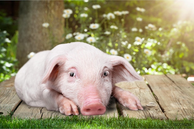 Stop saying farm animals are our friends | WATTAgNet | WATTPoultry