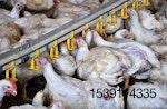 chicken broilers drinking water