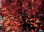 pig-cells-microscopy-image