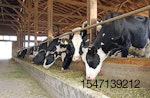 Dairy-cows-fed-canola-meal.jpg
