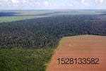 rainforest-soy-deforestation.jpg