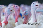 Norbest-turkeys