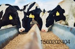 feeding-essential-oils-to-dairy-cows.jpg
