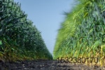 wheat-and-barley.jpg