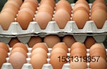 Fipronil-eggs-Belgium