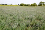 alfalfa-field.jpg