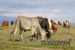 cattle-kenya.jpg