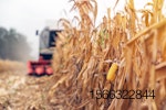 combine-corn-field.jpg