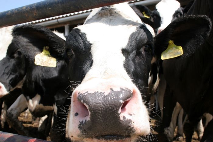 dairy-cow.jpg
