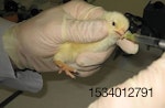 chick-oral-salmonella-challenge