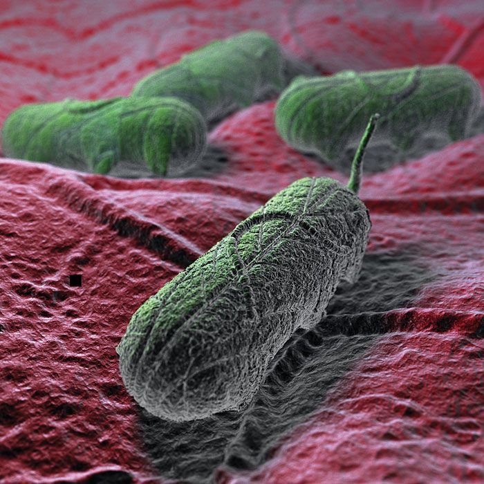 salmonella-bacteria-microgram-illustration.