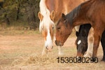 horses-eating-hay.jpg