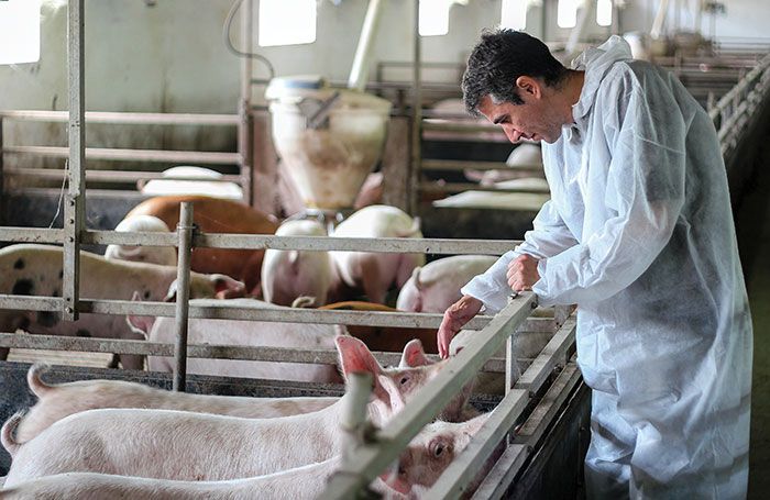 veterinarian examining pigs on farm